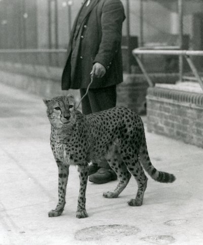 Een verzorger met een cheetah aan de lijn, London Zoo door Frederick William Bond