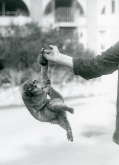Een Kinkajoe opgehangen aan de vinger van een verzorger door zijn grijpstaart, London Zoo, september 1925 door Frederick William Bond