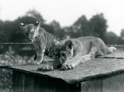 Een leeuwen- en tijgerwelp zitten samen op het dak van hun verblijf, London Zoo, september 1925 door Frederick William Bond