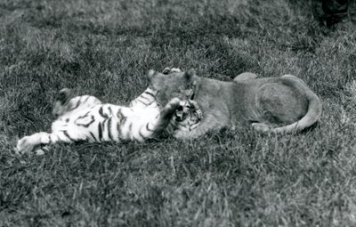 Een leeuwen- en tijgerwelp worstelen op het gras, London Zoo, september 1925 door Frederick William Bond