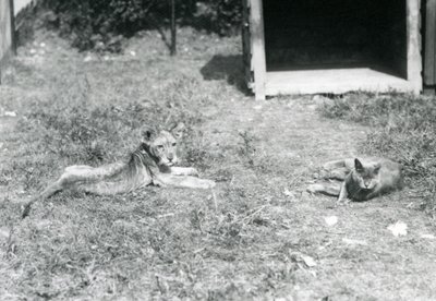 Een leeuwenwelp liggend op een grasveld, nabij een open houten krat, met een huiskat, London Zoo, juli 1925 door Frederick William Bond