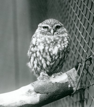 Een kleine uil die op een tak zit naast het gaas van zijn verblijf, London Zoo, november 1925 door Frederick William Bond