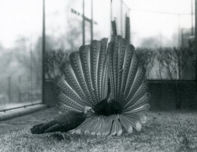 Een mannelijke Argusfazant hofmakerij, met een vrouwtje naast hem, London Zoo, januari 1926 door Frederick William Bond