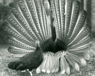 Een mannelijke Argusfazant hofmakerij, met een vrouwtje naast hem, London Zoo, januari 1926 door Frederick William Bond