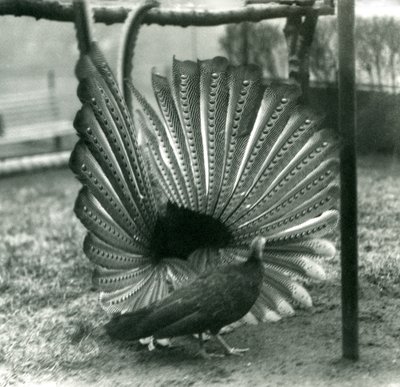 Een mannelijke Argusfazant hofmakerij, met een vrouwtje naast hem, London Zoo, januari 1926 door Frederick William Bond