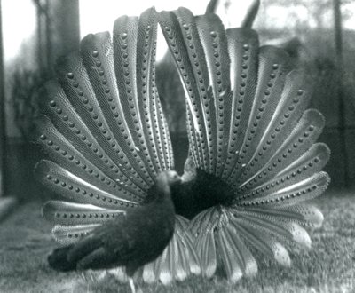 Een mannelijke Argusfazant hofmakerij, met een vrouwtje naast hem, London Zoo, januari 1926 door Frederick William Bond