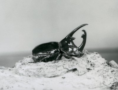 Een mannelijke Atlaskever rustend op schors bij de London Zoo door Frederick William Bond
