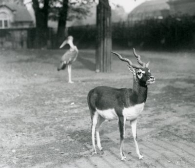 Een mannelijke Zwartebok of Indische Antilope in een paddock in de London Zoo, oktober 1926 door Frederick William Bond