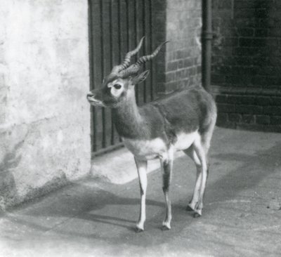 Een mannelijke Zwartebok staand in zijn verblijf in de London Zoo in juni 1925 door Frederick William Bond