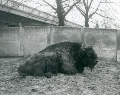 Een mannelijke Europese bizon liggend op het gras in zijn verblijf, London Zoo, 1927 door Frederick William Bond