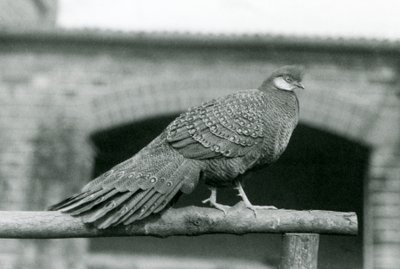 Een mannelijke Grijze Pauwfazant op zijn zitstok in de London Zoo in 1931 (zw/w foto) door Frederick William Bond