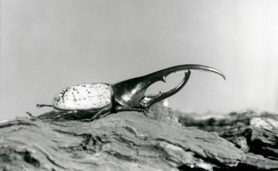 Een mannelijke Herculeskever rustend op schors bij de London Zoo door Frederick William Bond