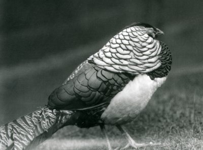 Een mannelijke Lady Amherst fazant, staand op gras, London Zoo door Frederick William Bond