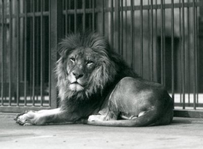 Een mannelijke Leeuw liggend tegen de tralies van zijn verblijf, London Zoo, september 1927 door Frederick William Bond