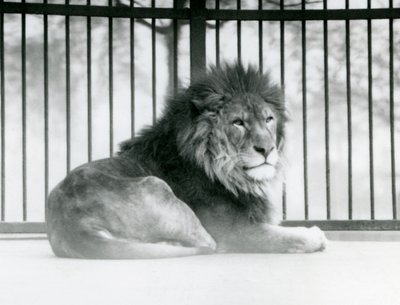 Een mannelijke Leeuw rust in zijn verblijf in de London Zoo door Frederick William Bond