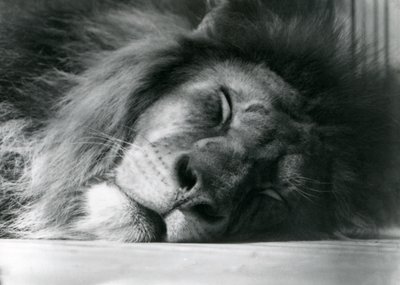 Een mannelijke leeuw slaapt in zijn verblijf in de London Zoo door Frederick William Bond