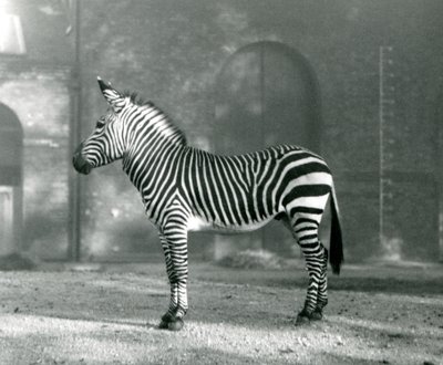 Een mannelijke Bergzebra x Hartmanns Bergzebra staat in zijn paddock in de Londense Zoo in september 1927 door Frederick William Bond