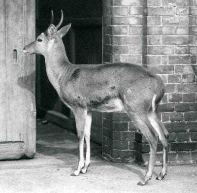 Een mannelijke Zuidelijke Rietbok staat bij de deur van het antilopenhuis, Londense Zoo, 6 oktober 1927 door Frederick William Bond