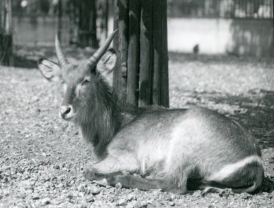 Een mannelijke waterbok, Kobus ellipsiprymnus, zittend in zijn verblijf in London Zoo, jaren 1920 door Frederick William Bond