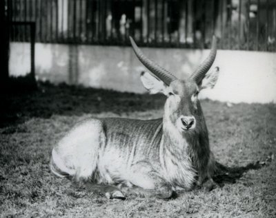 Een mannelijke waterbok liggend op het gras in zijn weide in London Zoo in 1928 (zwart-wit foto) door Frederick William Bond