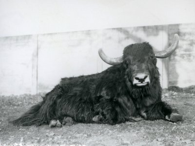 Een mannelijke jak liggend in zijn verblijf in London Zoo in 1928 (zwart-wit foto) door Frederick William Bond