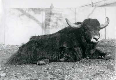 Een mannelijke jak liggend in zijn verblijf in London Zoo in augustus 1928 door Frederick William Bond