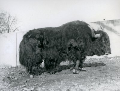 Een mannelijke jak staand in zijn paddock in de London Zoo in 1928 door Frederick William Bond