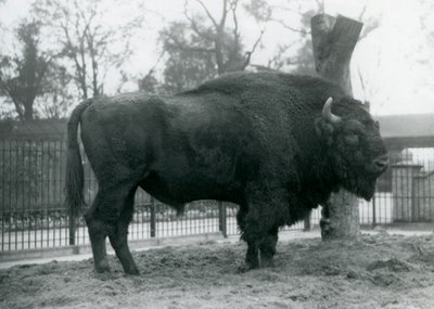 Een mannelijke Europese Bizon staand op het gras in zijn paddock. London Zoo, oktober 1927. De kwetsbare Europese Bizon staat ook bekend als Wisent, of Europese Houtbizon. door Frederick William Bond