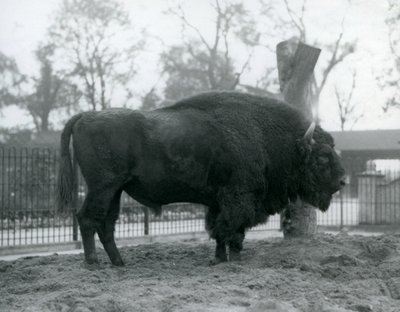 Een mannelijke Europese Bizon staand op het gras in zijn paddock. London Zoo, oktober 1927. De kwetsbare Europese Bizon staat ook bekend als Wisent, of Europese Houtbizon. door Frederick William Bond