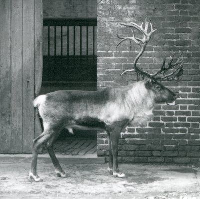 Een volwassen Rendierhert staat in zijn paddock in de London Zoo in 1925 door Frederick William Bond