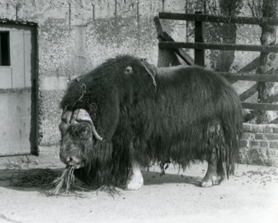Een volwassen stier Muskox, ook gespeld als Musk ox en Musk-ox, staand en etend in zijn omheining in London Zoo in 1931 (zw/w foto) door Frederick William Bond