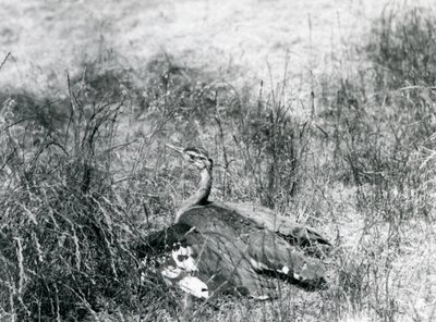 Een bijna bedreigde Arabische trap spreidt zijn vleugels, dicht bij de grond, tussen een stuk lang gras, London Zoo, juli 1925 door Frederick William Bond