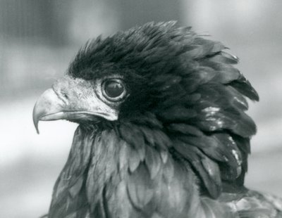 Een bijna bedreigde Bateleur-arend in de London Zoo, 1927 door Frederick William Bond