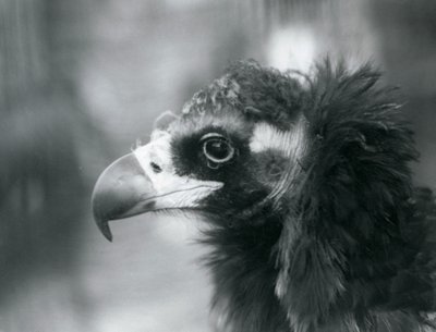 Een bijna bedreigde Euraziatische zwarte gier in de London Zoo, 1927 door Frederick William Bond