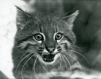 Een bijna bedreigde Pampaskat/Pantanal Kat/Colocolo in London Zoo in 1929 (zwart-wit foto) door Frederick William Bond