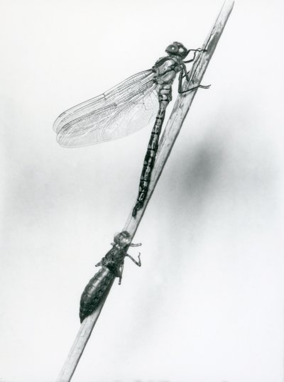 Een pas uitgekomen Gouden-ringlibel rust op een riet boven zijn lege larvale schaal, of exuvia, London Zoo, 1925 door Frederick William Bond