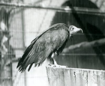 Een nu ernstig bedreigde Kapgier staand op een stam, London Zoo, september 1925 door Frederick William Bond