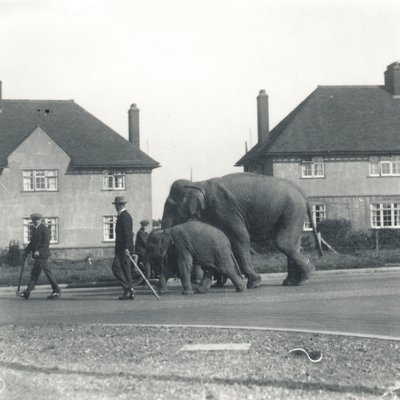 Een paar Indische olifanten lopen van Tilbury naar ZSL Whipsnade door Frederick William Bond