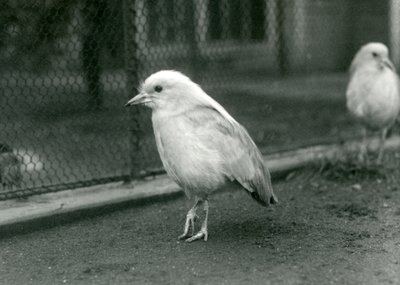 Een paar Kagus, of Cagous, staand op de vloer van hun verblijf bij de London Zoo, 1927 door Frederick William Bond