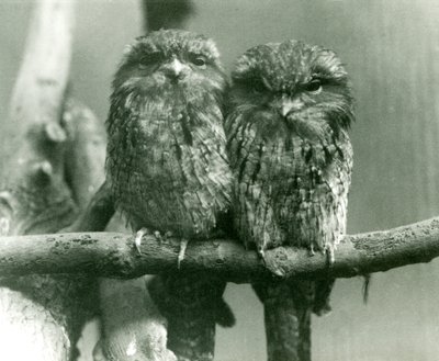Een paar Tawny Frogmouths zittend op een tak in London Zoo door Frederick William Bond