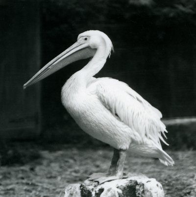 Een pelikaan staand op een boomstronk bij London Zoo in september 1925 door Frederick William Bond
