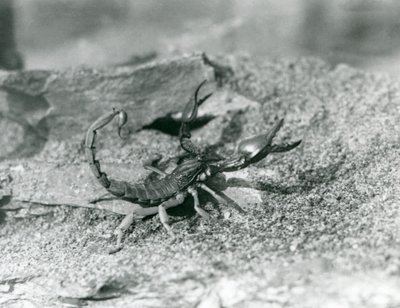 Een schorpioen in London Zoo in 1929 (zwart-wit foto) door Frederick William Bond
