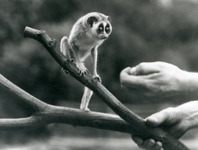 Een slanke lori staand op een tak vastgehouden door een verzorger, London Zoo, augustus 1926 door Frederick William Bond