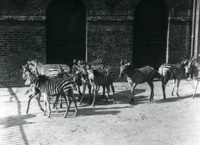 Een kleine kudde Chapmans zebra