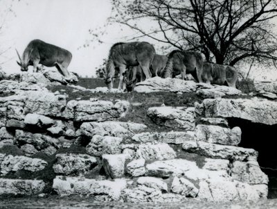 Een kleine kudde Gewone Eland die graast tussen de rotsen in het ElandAntelope Paddock in de London Zoo in juni 1925 door Frederick William Bond
