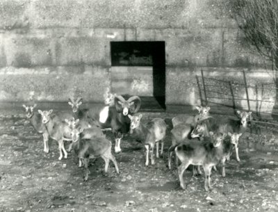 Een kleine kudde moeflons in de London Zoo in november 1926 door Frederick William Bond