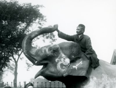 Een Trainer zittend op de nek van een Versierde Indiase Olifant terwijl hij naar voren reikt om het uiteinde van zijn opgerichte slurf vast te houden, London Zoo, 1927 door Frederick William Bond