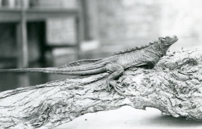 Een kwetsbare zeilvinhagedis rustend op een boomstam in London Zoo in 1928 door Frederick William Bond