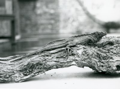 Een kwetsbare zeilvinhagedis rustend op een boomstam in London Zoo in 1928 door Frederick William Bond