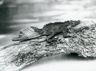Een kwetsbare zeilvinhagedis, met een beschadigde staart, rustend op een boomstam in de London Zoo in 1929 door Frederick William Bond